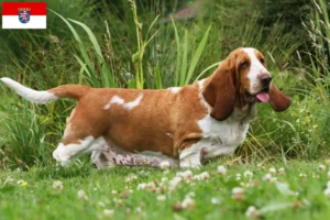 Mehr über den Artikel erfahren Basset Hound Züchter und Welpen in Hessen