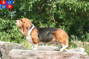 Mehr über den Artikel erfahren Basset Hound Züchter und Welpen in Hradec Králové