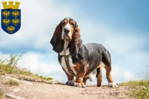 Mehr über den Artikel erfahren Basset Hound Züchter und Welpen in Niederösterreich