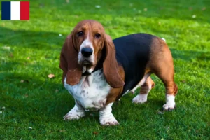 Mehr über den Artikel erfahren Basset Hound Züchter und Welpen auf Réunion