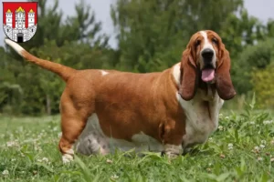 Mehr über den Artikel erfahren Basset Hound Züchter und Welpen in Salzburg