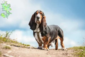 Mehr über den Artikel erfahren Basset Hound Züchter und Welpen in Sjælland