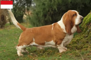 Mehr über den Artikel erfahren Basset Hound Züchter und Welpen in Wien