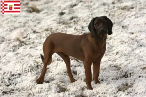 Mehr über den Artikel erfahren Bayerischer Gebirgsschweißhund Züchter und Welpen in Bremen