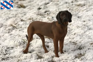 Mehr über den Artikel erfahren Bayerischer Gebirgsschweißhund Züchter und Welpen in Friesland