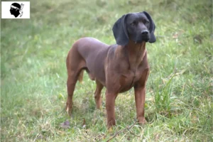 Mehr über den Artikel erfahren Bayerischer Gebirgsschweißhund Züchter und Welpen auf Korsika