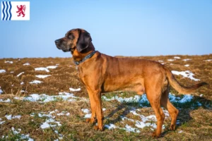 Mehr über den Artikel erfahren Bayerischer Gebirgsschweißhund Züchter und Welpen in Nouvelle-Aquitaine