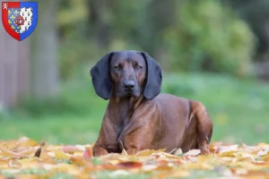 Mehr über den Artikel erfahren Bayerischer Gebirgsschweißhund Züchter und Welpen in Pays de la Loire