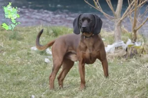 Mehr über den Artikel erfahren Bayerischer Gebirgsschweißhund Züchter und Welpen in Sjælland