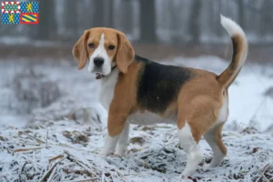 Mehr über den Artikel erfahren Beagle Züchter und Welpen in Bourgogne-Franche-Comté