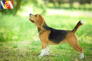 Mehr über den Artikel erfahren Beagle Züchter und Welpen in Grand Est