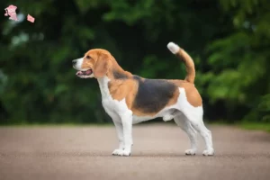 Mehr über den Artikel erfahren Beagle Züchter und Welpen in Hovedstaden