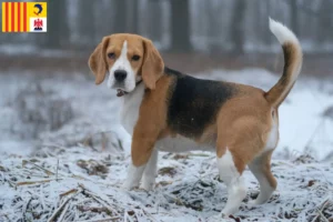 Mehr über den Artikel erfahren Beagle Züchter und Welpen in der Provence-Alpes-Côte d’Azur