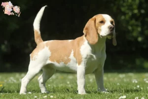 Mehr über den Artikel erfahren Beagle Züchter und Welpen in Syddanmark