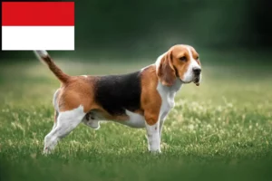 Mehr über den Artikel erfahren Beagle Züchter und Welpen in Wien