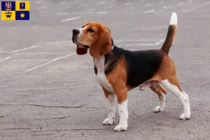 Mehr über den Artikel erfahren Beagle Züchter und Welpen in Zlín