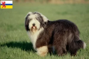 Mehr über den Artikel erfahren Bearded Collie Züchter und Welpen in Limburg