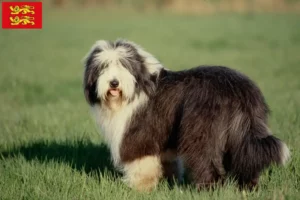 Mehr über den Artikel erfahren Bearded Collie Züchter und Welpen in der Normandie