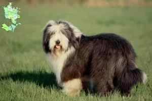 Mehr über den Artikel erfahren Bearded Collie Züchter und Welpen in Sjælland