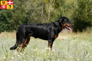 Mehr über den Artikel erfahren Beauceron Züchter und Welpen in Auvergne-Rhône-Alpes