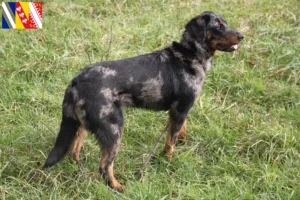 Mehr über den Artikel erfahren Beauceron Züchter und Welpen in Grand Est