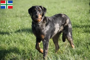 Mehr über den Artikel erfahren Beauceron Züchter und Welpen in Groningen