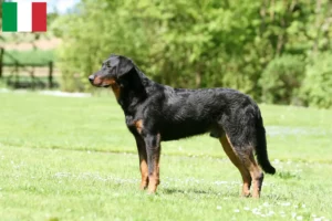 Mehr über den Artikel erfahren Beauceron Züchter und Welpen in Italien