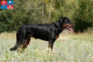 Mehr über den Artikel erfahren Beauceron Züchter und Welpen in Karlsbad