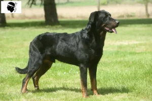 Mehr über den Artikel erfahren Beauceron Züchter und Welpen auf Korsika