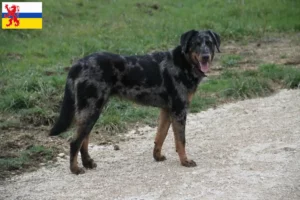 Mehr über den Artikel erfahren Beauceron Züchter und Welpen in Limburg