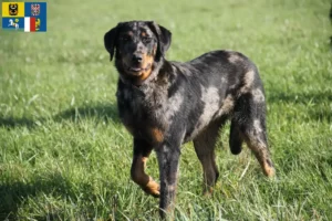 Mehr über den Artikel erfahren Beauceron Züchter und Welpen in Mähren-Schlesien