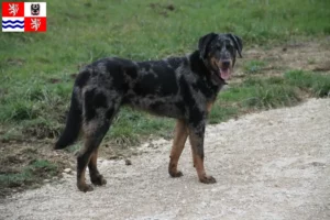 Mehr über den Artikel erfahren Beauceron Züchter und Welpen in Mittelböhmen