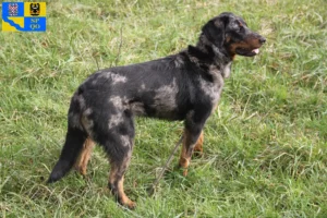 Mehr über den Artikel erfahren Beauceron Züchter und Welpen in Olmütz