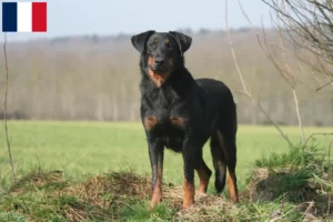 Mehr über den Artikel erfahren Beauceron Züchter und Welpen auf Réunion