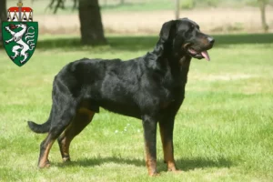 Mehr über den Artikel erfahren Beauceron Züchter und Welpen in der Steiermark