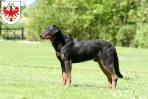 Mehr über den Artikel erfahren Beauceron Züchter und Welpen in Tirol