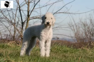 Mehr über den Artikel erfahren Bedlington Terrier Züchter und Welpen auf Korsika