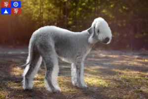 Mehr über den Artikel erfahren Bedlington Terrier Züchter und Welpen in Liberec