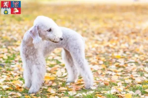 Mehr über den Artikel erfahren Bedlington Terrier Züchter und Welpen in Pardubice