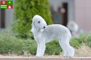 Mehr über den Artikel erfahren Bedlington Terrier Züchter und Welpen in Pilsen