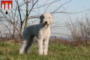 Mehr über den Artikel erfahren Bedlington Terrier Züchter und Welpen in Salzburg