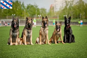 Mehr über den Artikel erfahren Belgischer Schäferhund Züchter und Welpen in Friesland