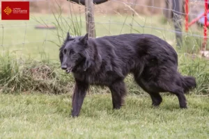 Mehr über den Artikel erfahren Belgischer Schäferhund Züchter und Welpen in Okzitanien