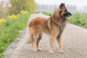 Mehr über den Artikel erfahren Belgischer Schäferhund Züchter und Welpen in Syddanmark