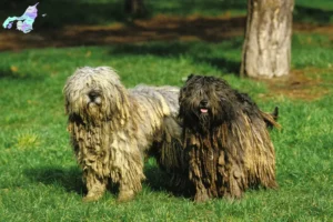 Mehr über den Artikel erfahren Bergamasker Hirtenhund Züchter und Welpen in Nordjylland