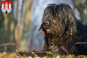 Mehr über den Artikel erfahren Bergamasker Hirtenhund Züchter und Welpen in Salzburg