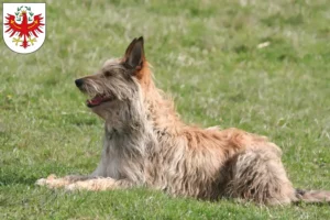 Mehr über den Artikel erfahren Berger de Picardie Züchter und Welpen in Tirol