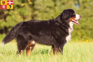 Mehr über den Artikel erfahren Berner Sennenhund Züchter und Welpen in Auvergne-Rhône-Alpes