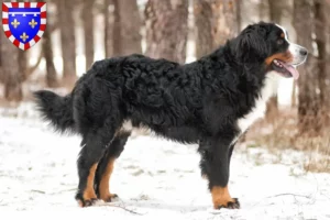 Mehr über den Artikel erfahren Berner Sennenhund Züchter und Welpen in Centre-Val de Loire