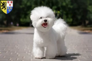 Mehr über den Artikel erfahren Bichon Frisé Züchter und Welpen in Hauts-de-France